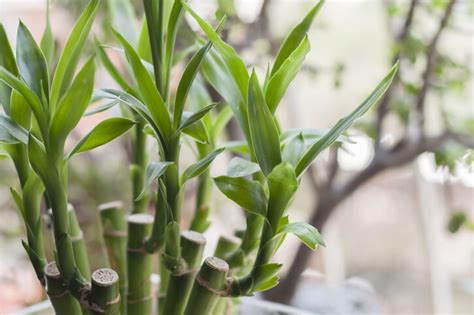 房間 植物 風水|風水植物｜不只富貴竹！7款招財/招桃花植物推介+不可不知風水 